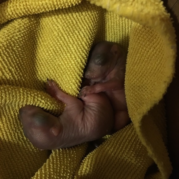 Meet your Posher, Chels - Picture 9 of 12